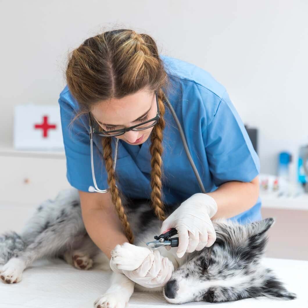 veterinarian